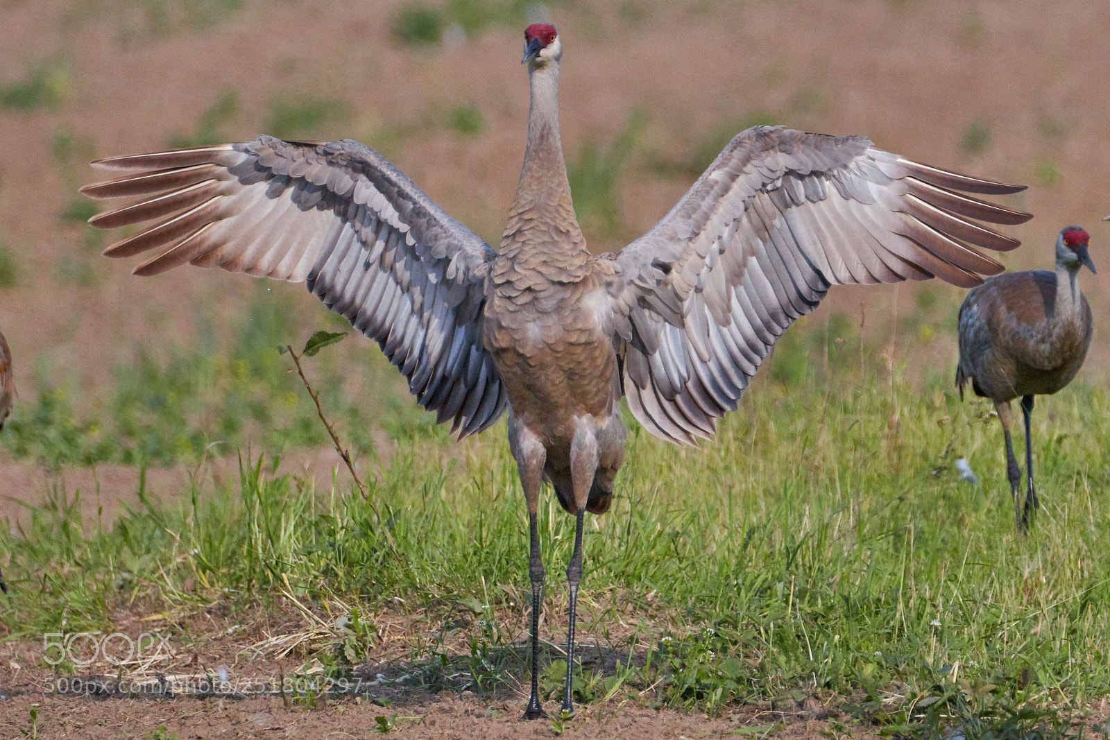 Canon EOS 77D (EOS 9000D / EOS 770D) sample photo. Sandhill crane telling a photography