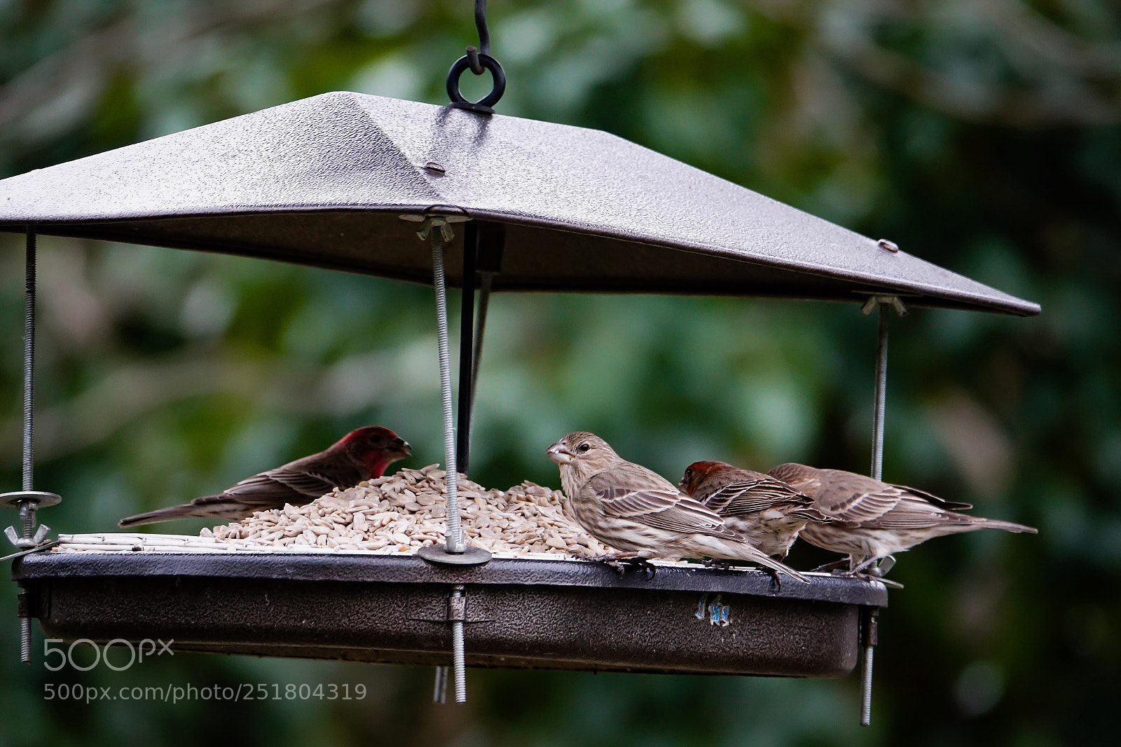 Sony Cyber-shot DSC-RX10 III sample photo. After the blue jays photography