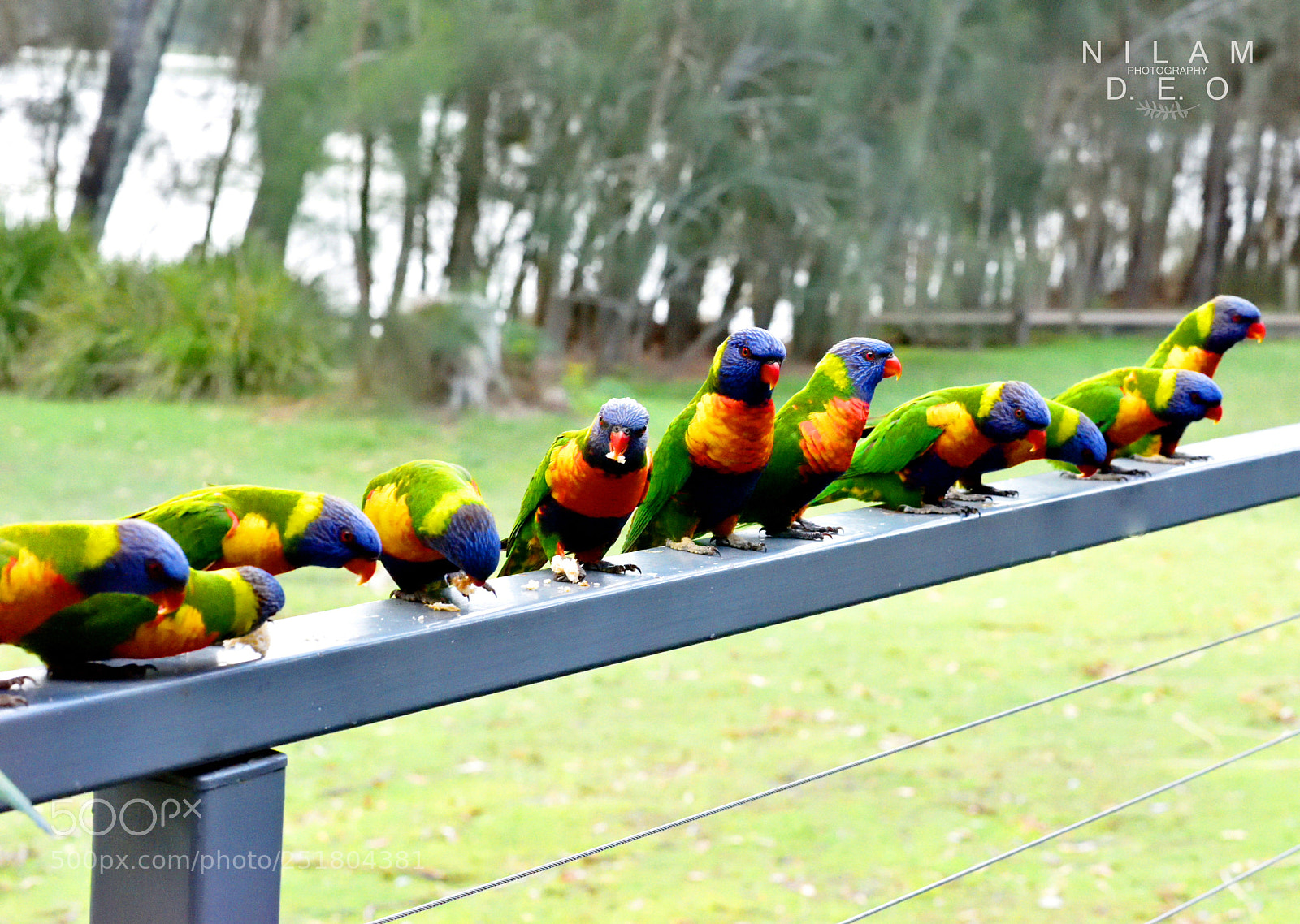 Nikon D810 sample photo. Australian rainbow lorikeet photography