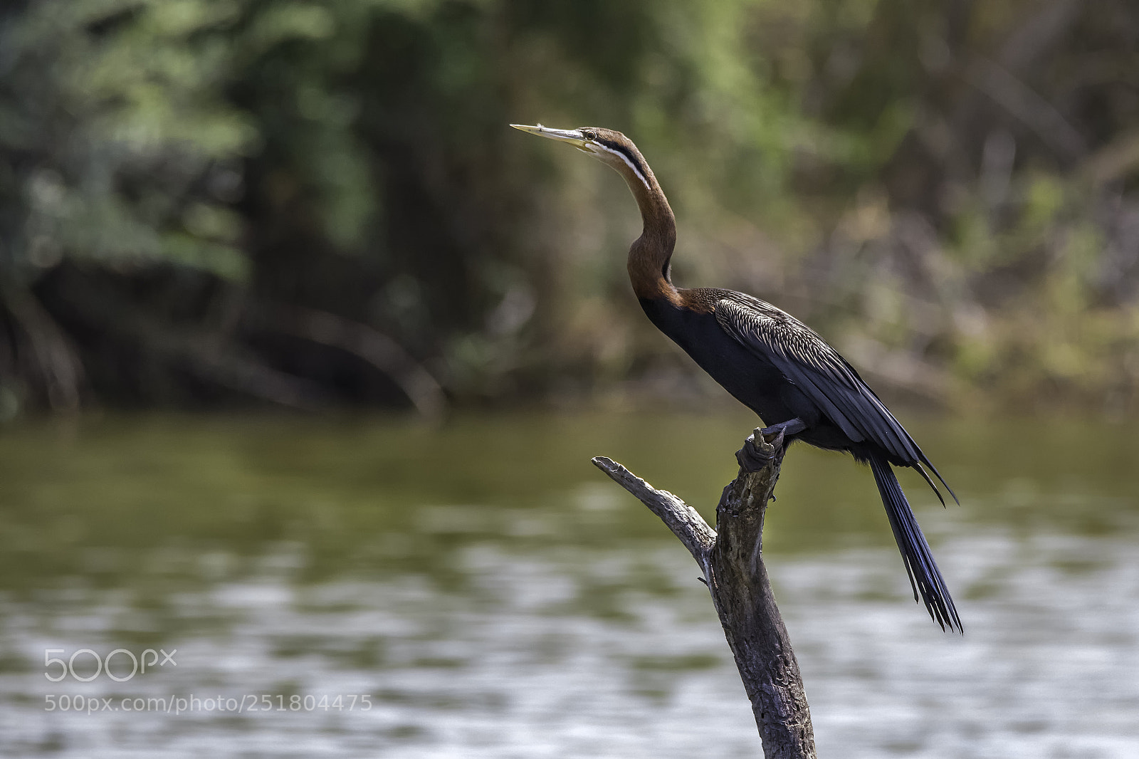 Nikon D500 sample photo. African darter photography