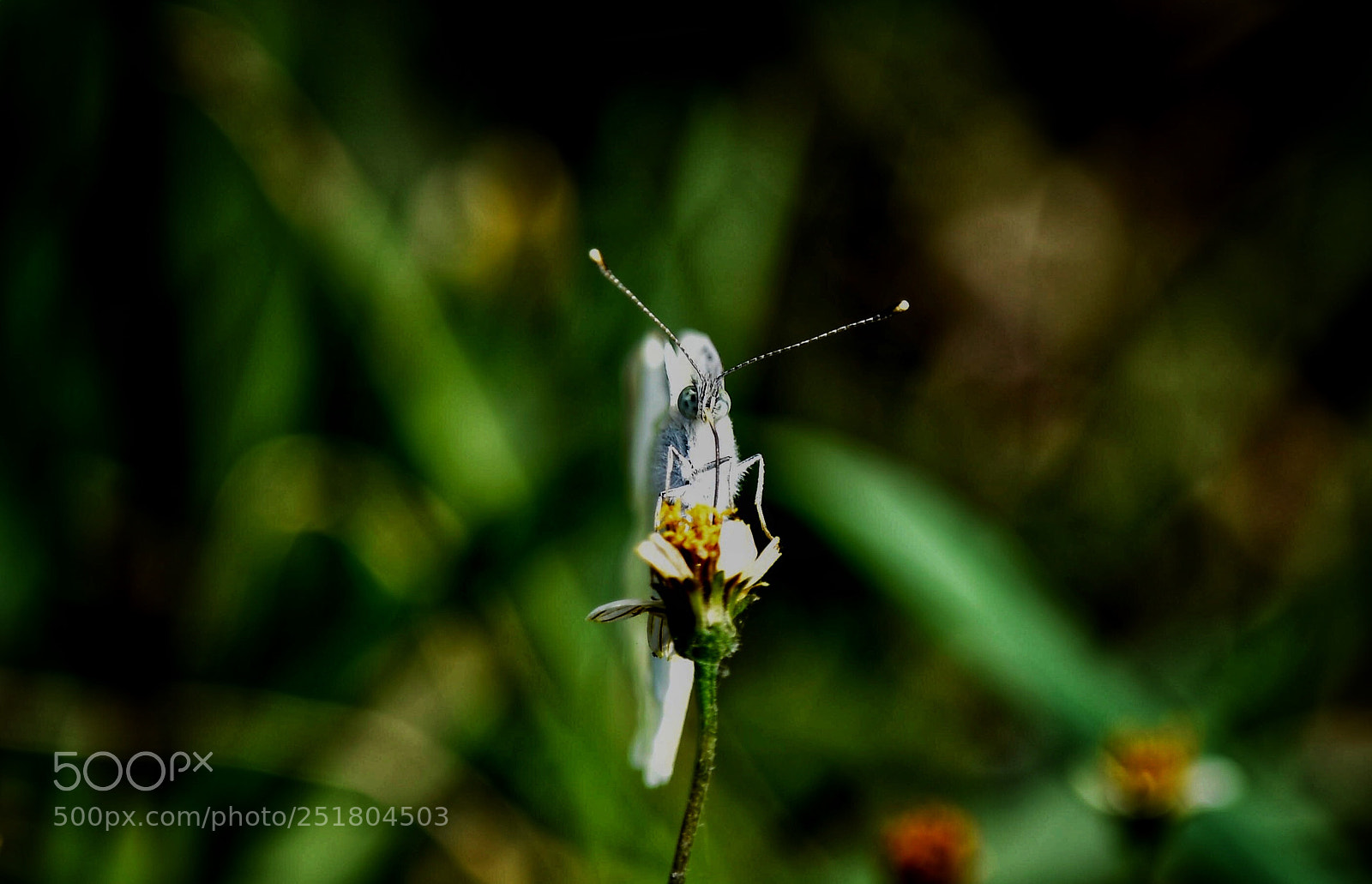 Nikon D7200 sample photo. Butterfly photography
