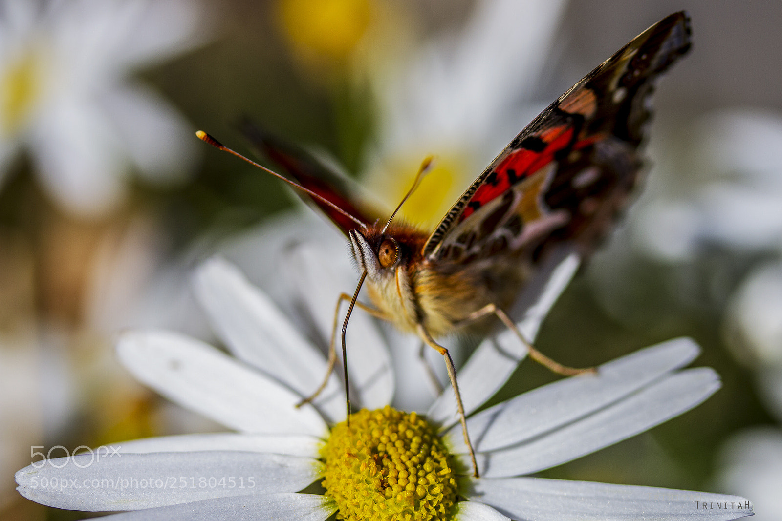 Canon EOS 7D sample photo. Butterfly photography