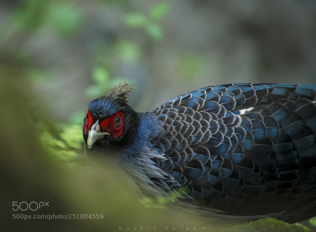 Nikon D7200 sample photo. Kalij pheasant photography