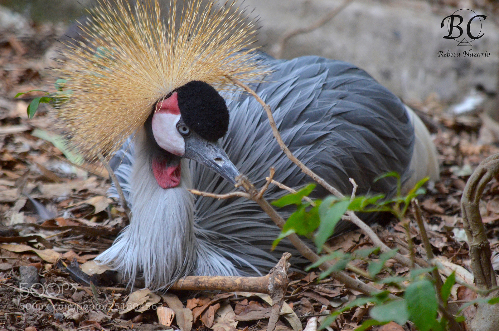 Nikon D5100 sample photo. Thinking... photography