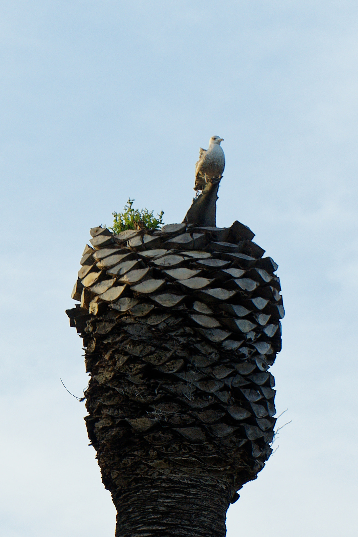 Sony a7R + Sony FE 28-70mm F3.5-5.6 OSS sample photo. Seagull on a palm-tree photography