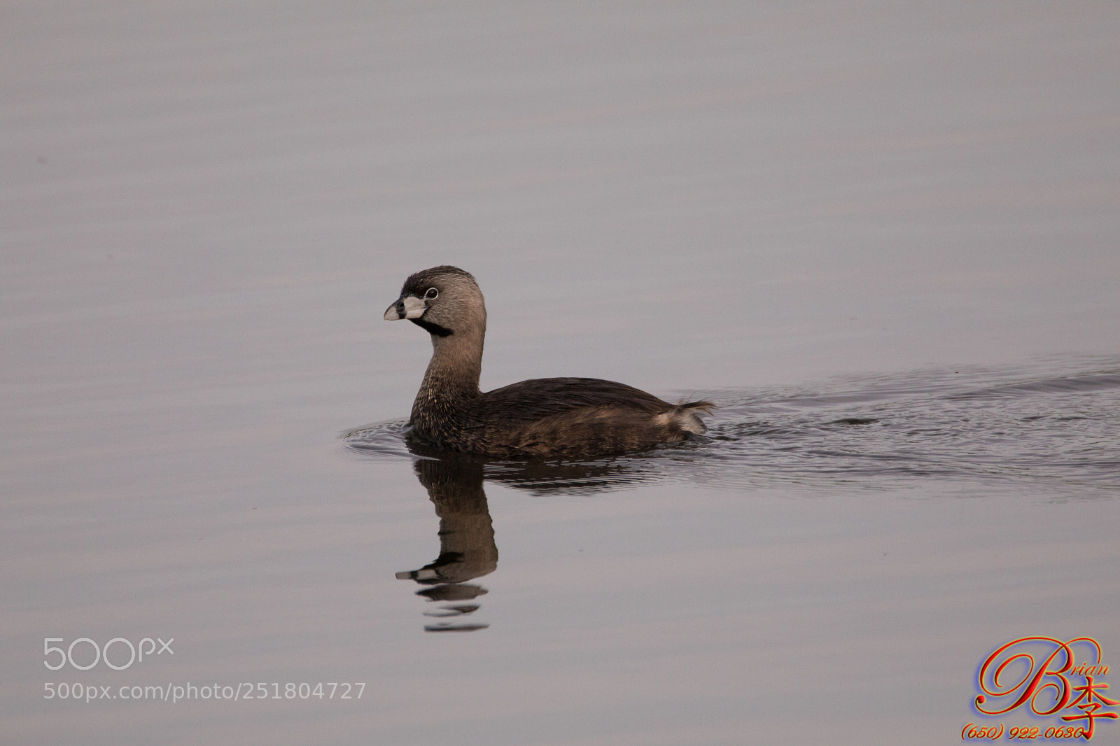 Canon EOS 5D Mark IV sample photo. Duck photography