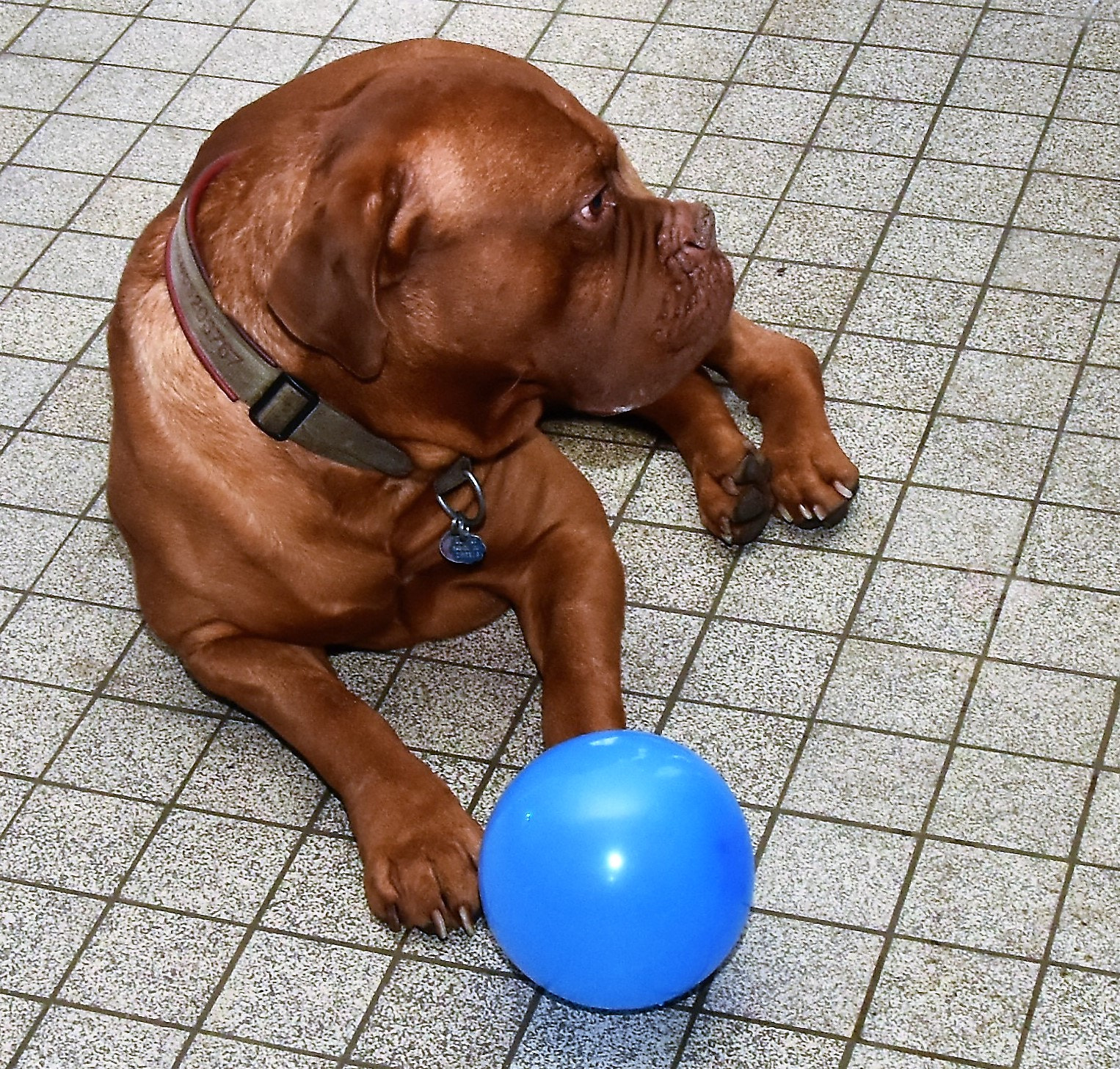 Nikon D7200 sample photo. Blue balloon photography