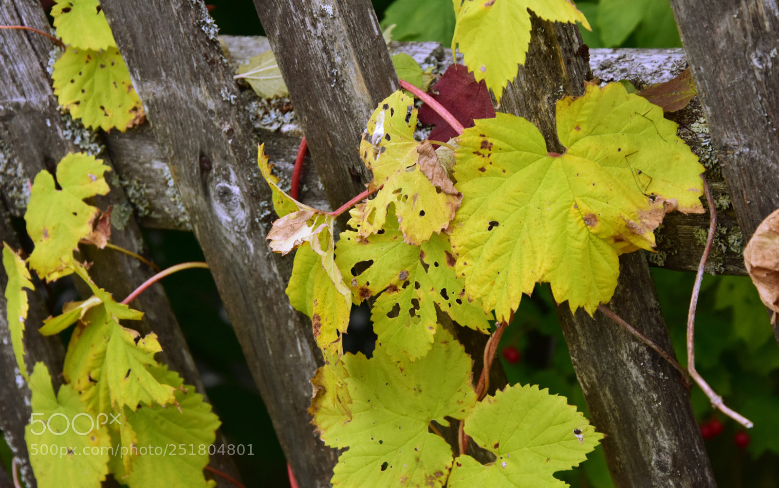 Nikon D7200 sample photo. Yellow leaves, red branches photography