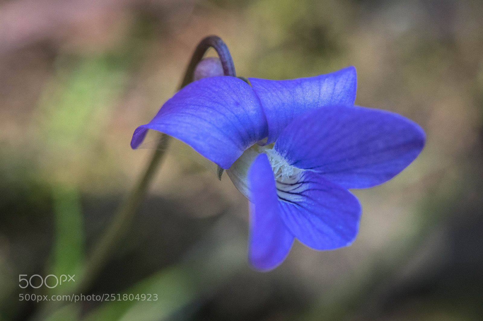 Nikon D850 sample photo. A royal wildflower photography