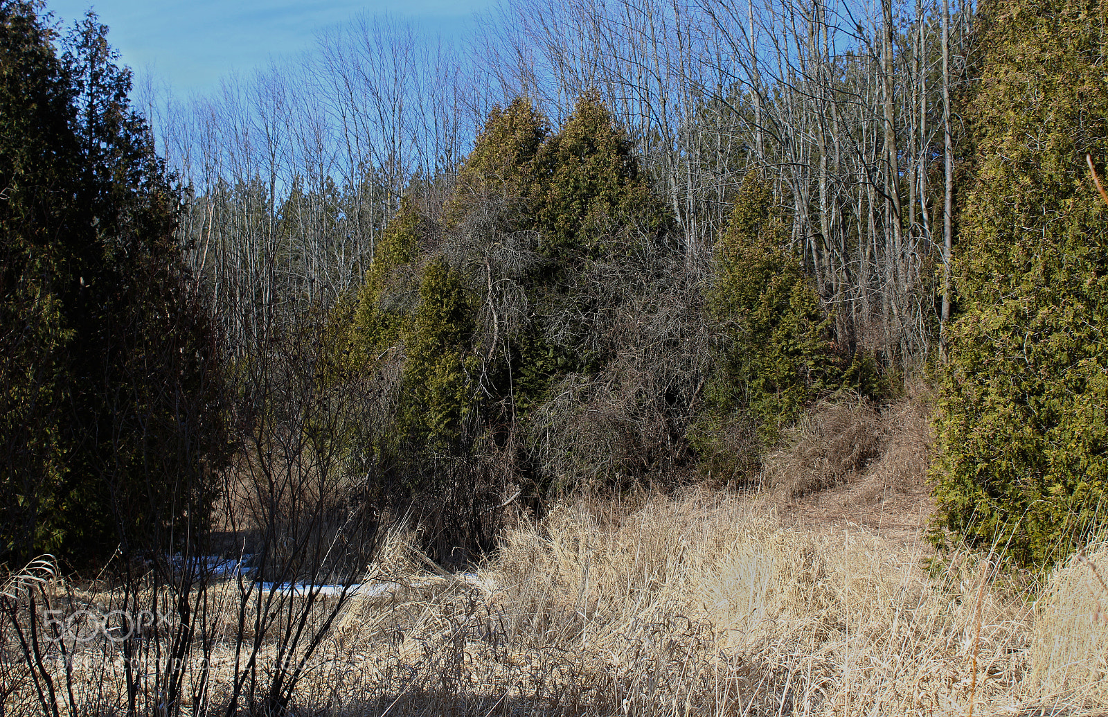 Canon EOS 1200D (EOS Rebel T5 / EOS Kiss X70 / EOS Hi) sample photo. Trees, nearly living photography