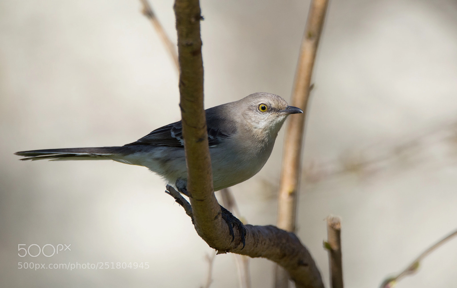 Nikon D5200 sample photo. Northern mockingbird lit by photography