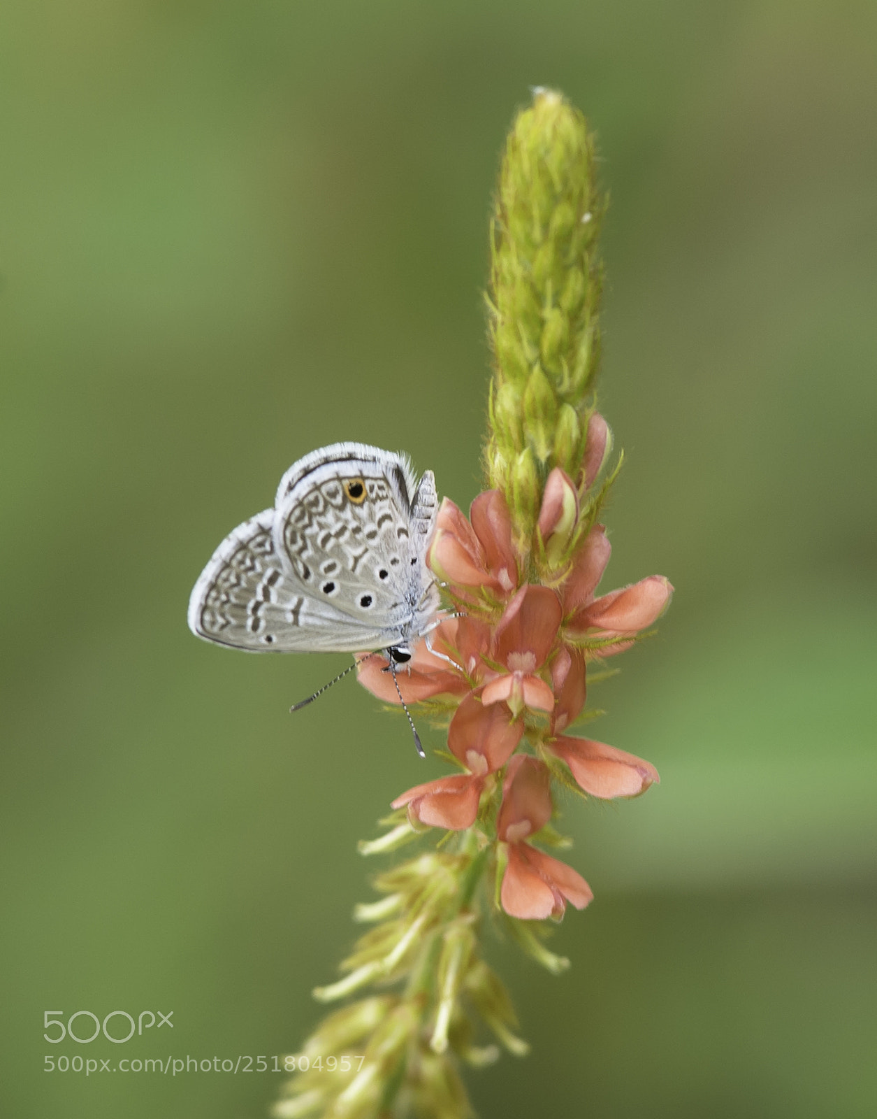 Nikon D4S sample photo. Hemiargus hanno photography