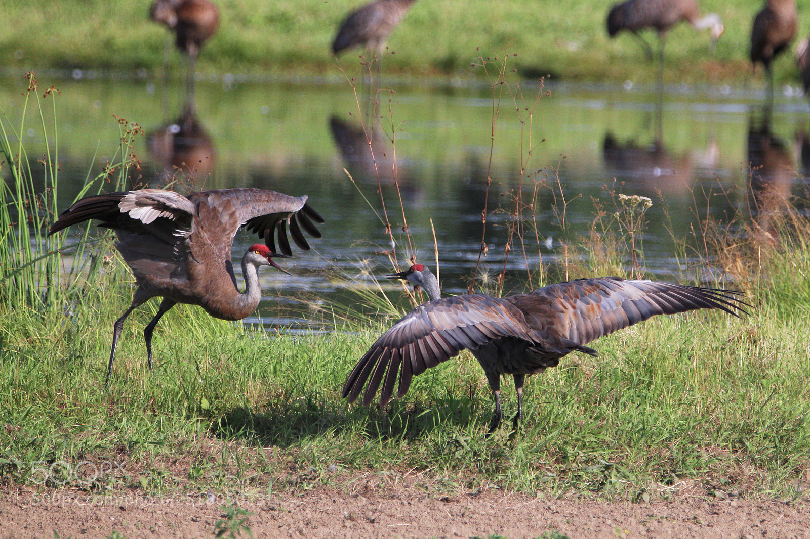 Canon EOS 77D (EOS 9000D / EOS 770D) sample photo. Summer with the sandhills photography