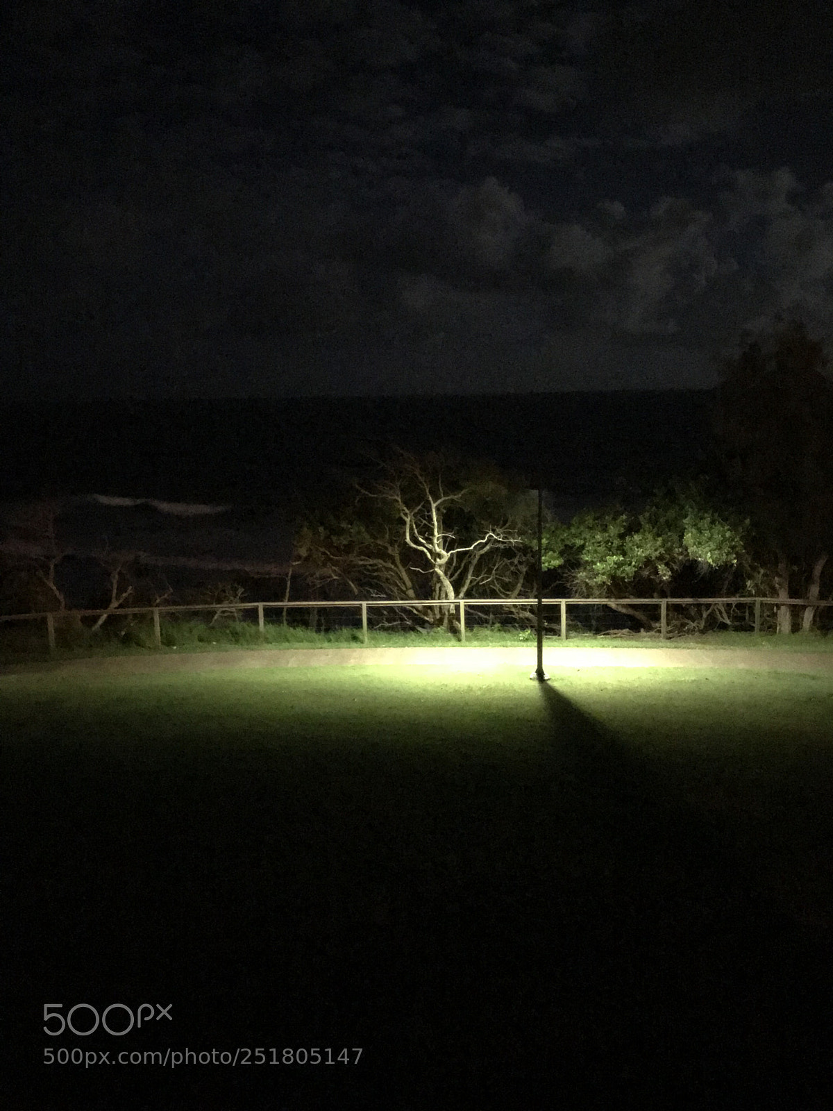 Apple iPhone 7 sample photo. Light on the tree photography