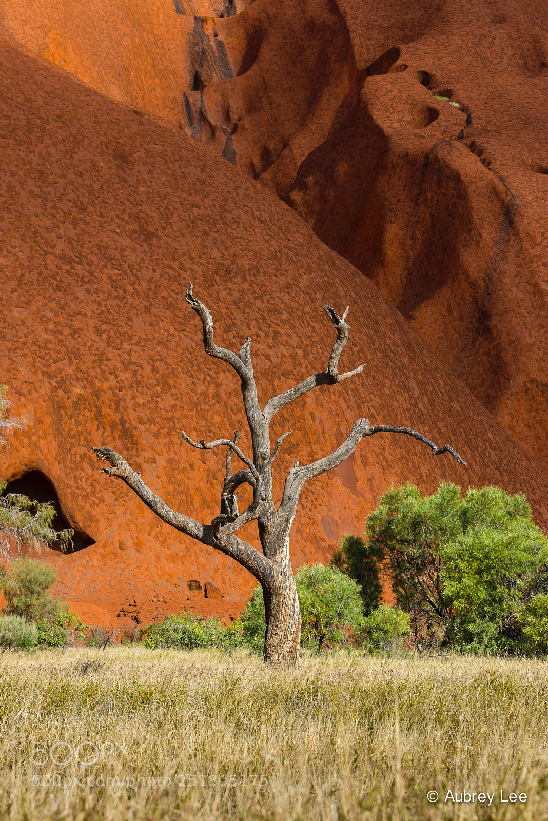 Nikon D610 sample photo. Tree of life photography