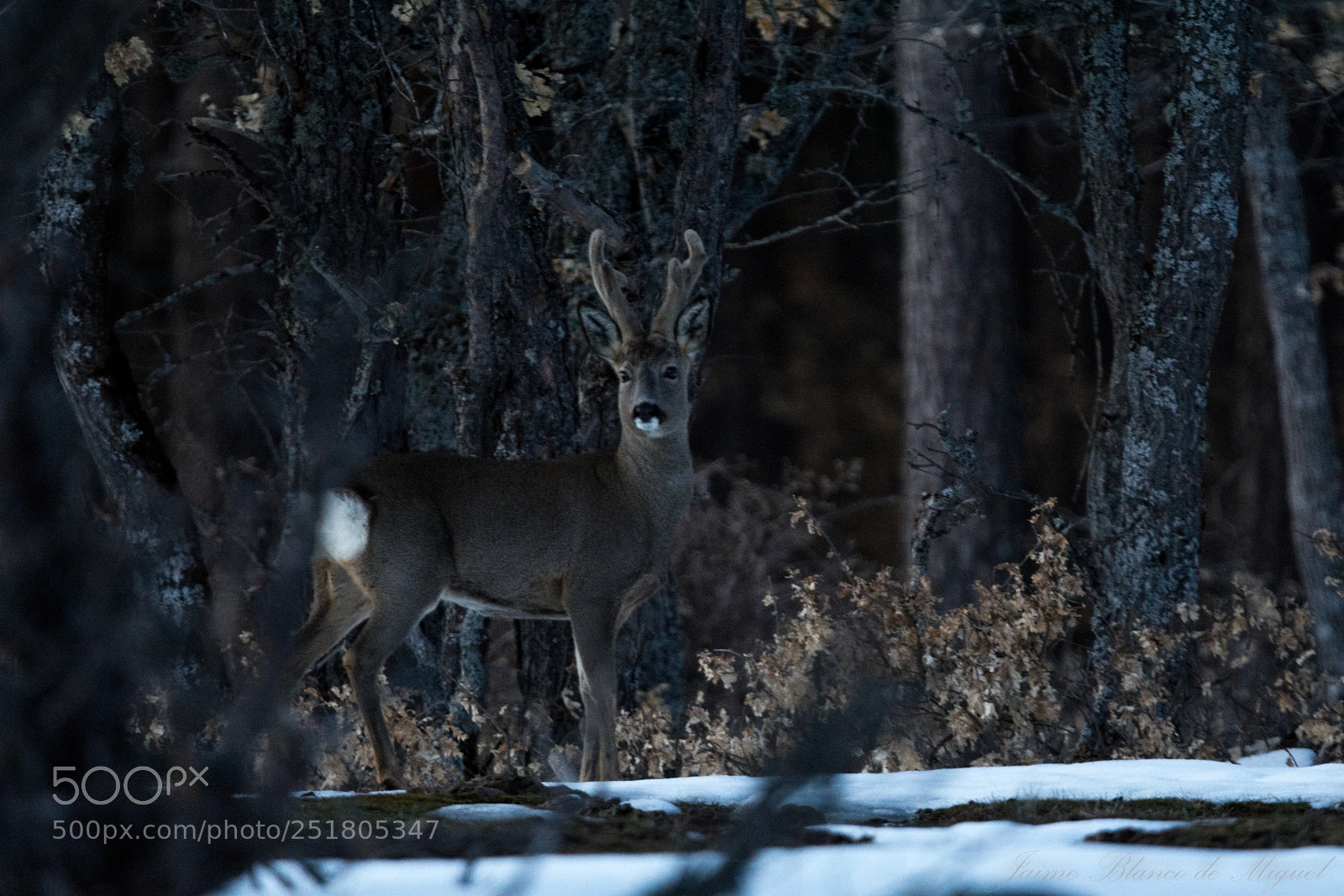Nikon D7100 sample photo. Corzo (capreolus capreolus) photography