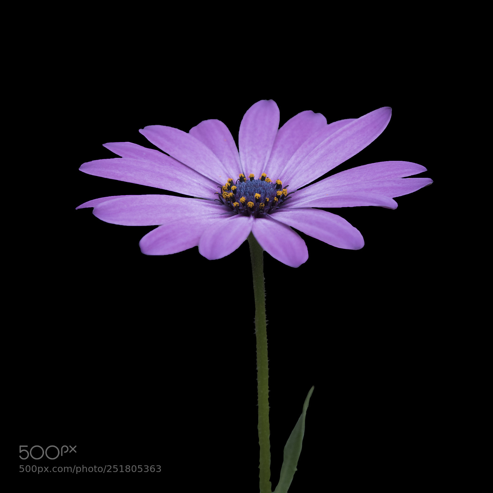 Nikon D810 sample photo. Simple photography