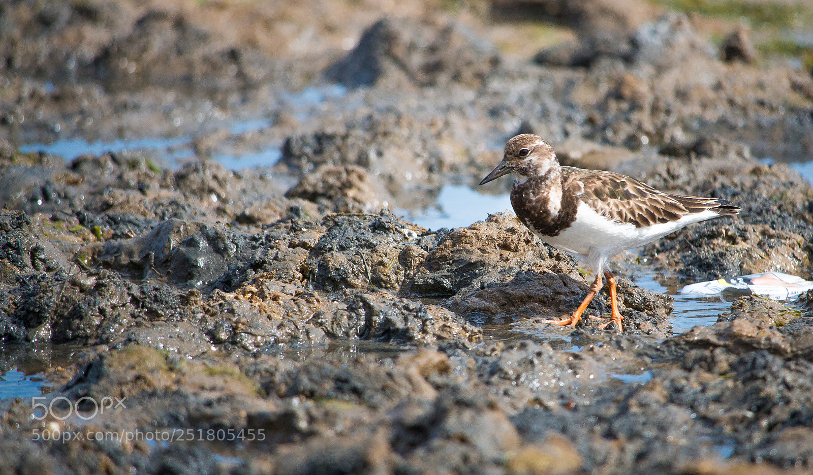 Canon EOS 70D sample photo. Bird photography