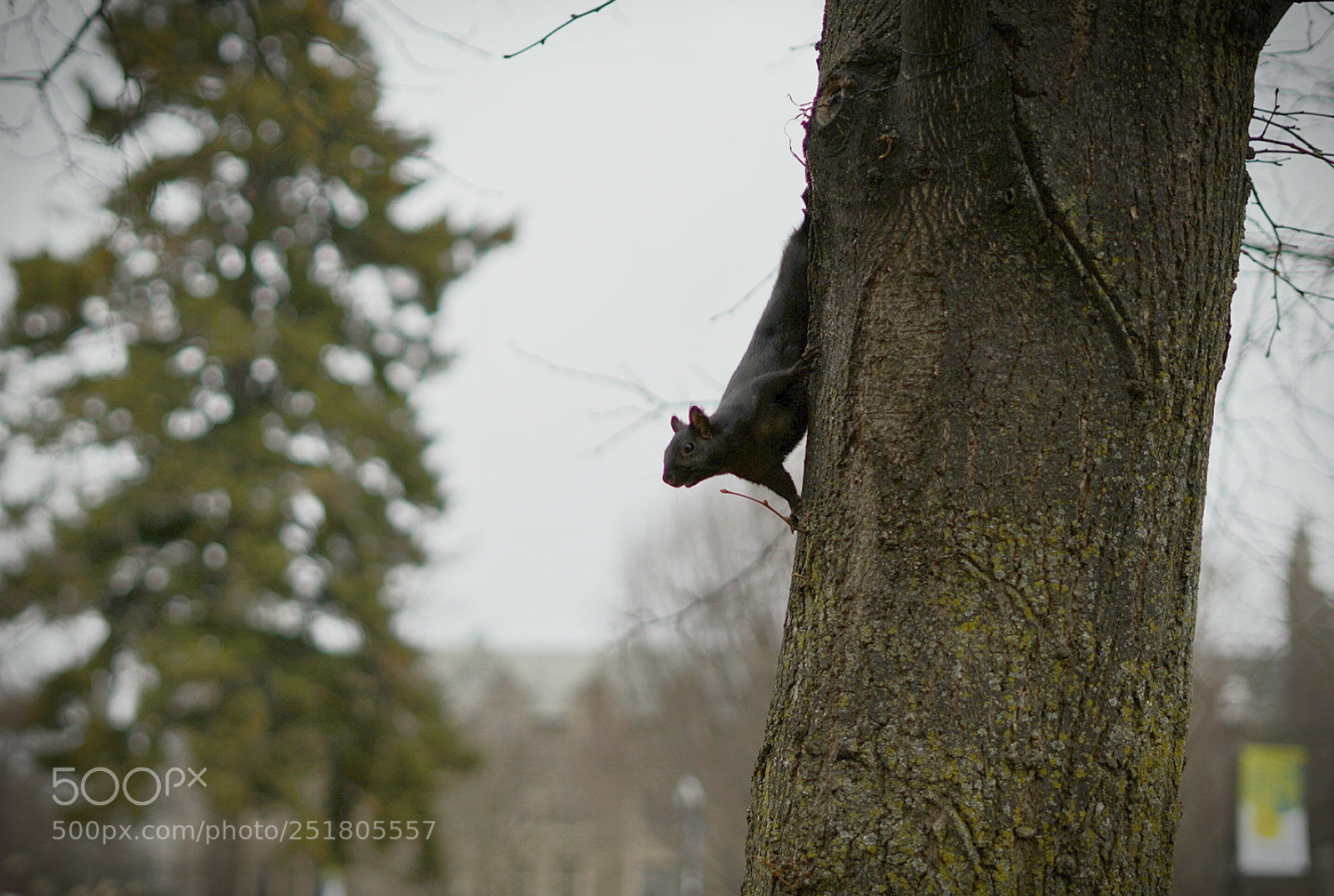 Sony a7R II sample photo. Untitled photography