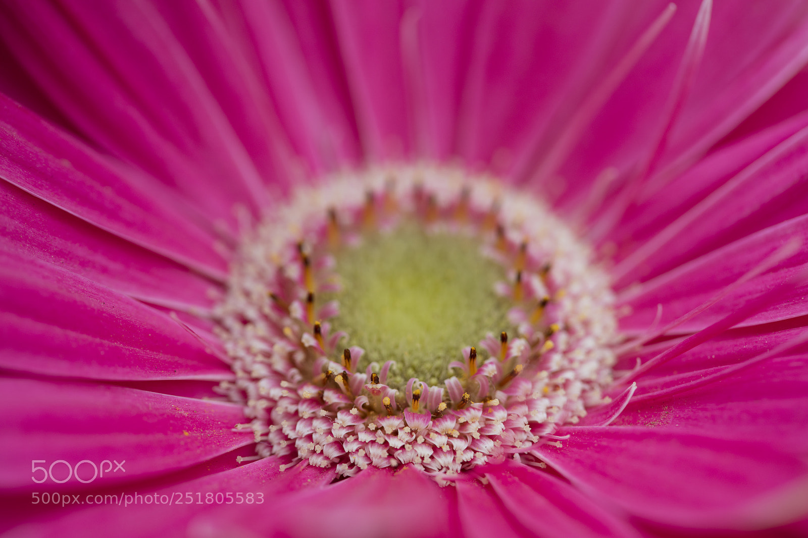 Canon EOS 5DS sample photo. Pink floral center photography