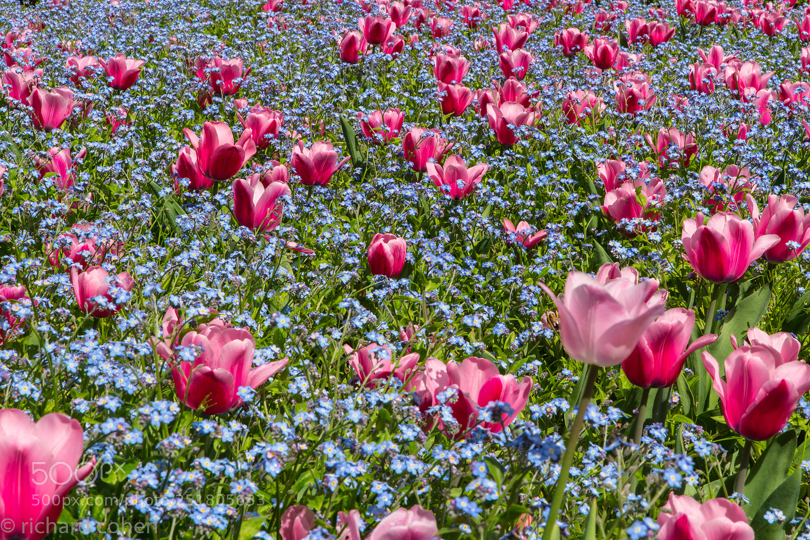 Nikon D850 sample photo. Spring is here..... photography