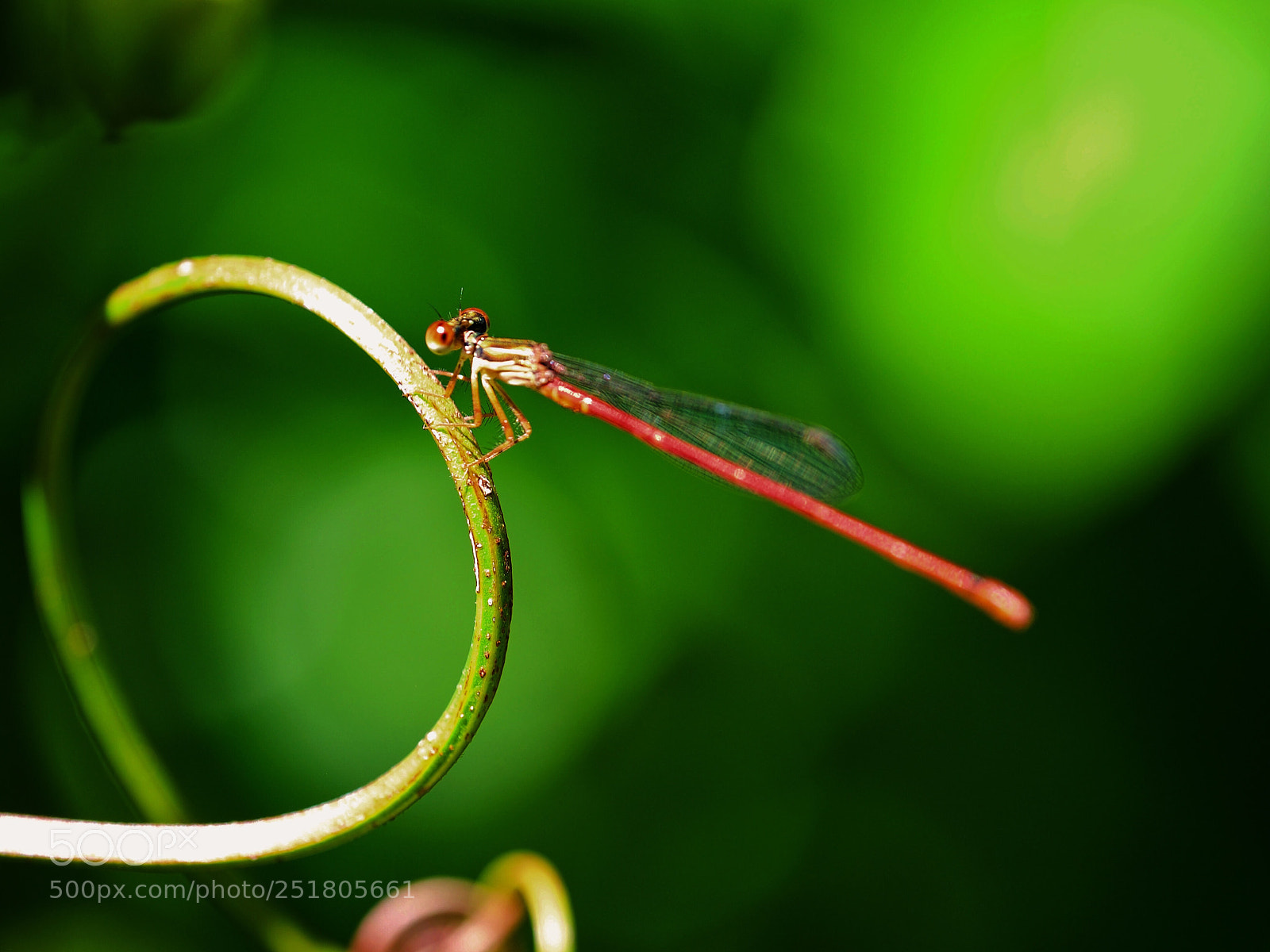 Fujifilm X-T1 sample photo. Red dragon fly photography