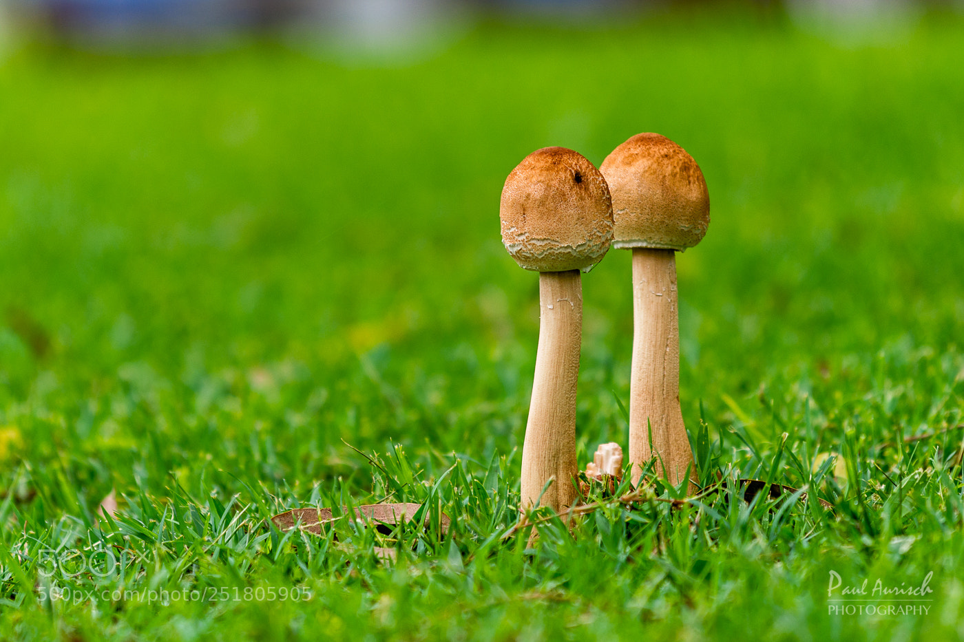 Nikon D500 sample photo. Mushrooms photography