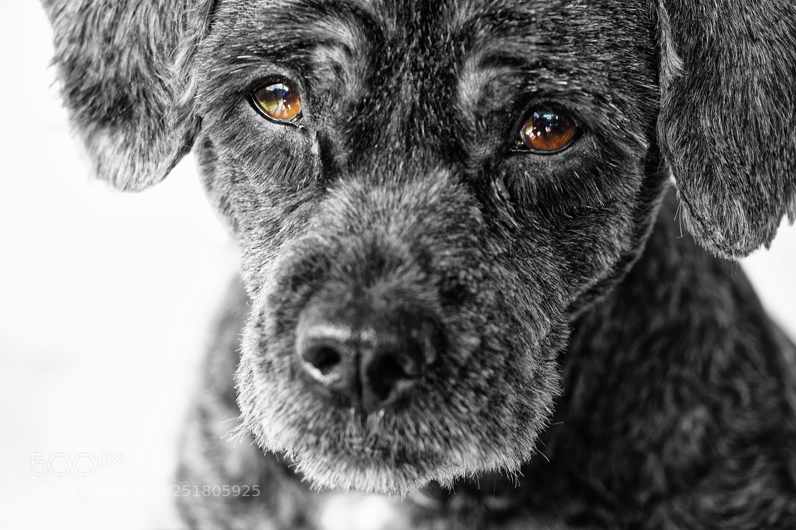 Canon EOS 80D sample photo. Shih poo 'ben' photography