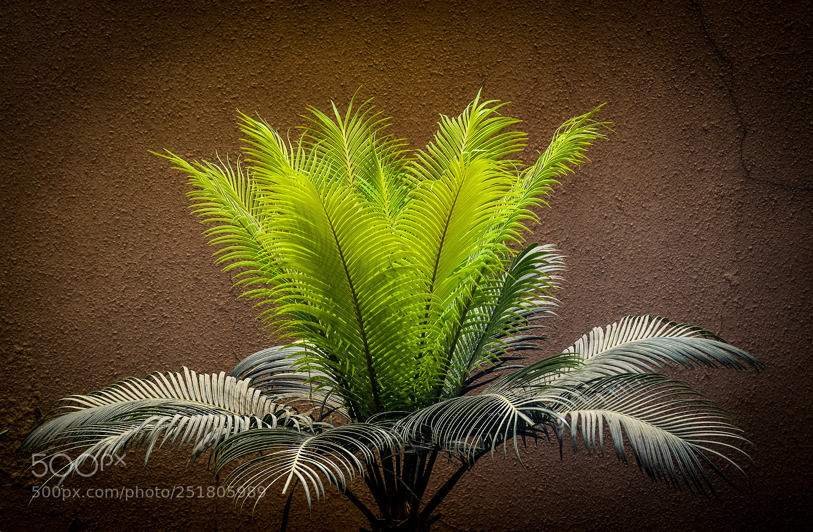 Nikon D3300 sample photo. Light green photography