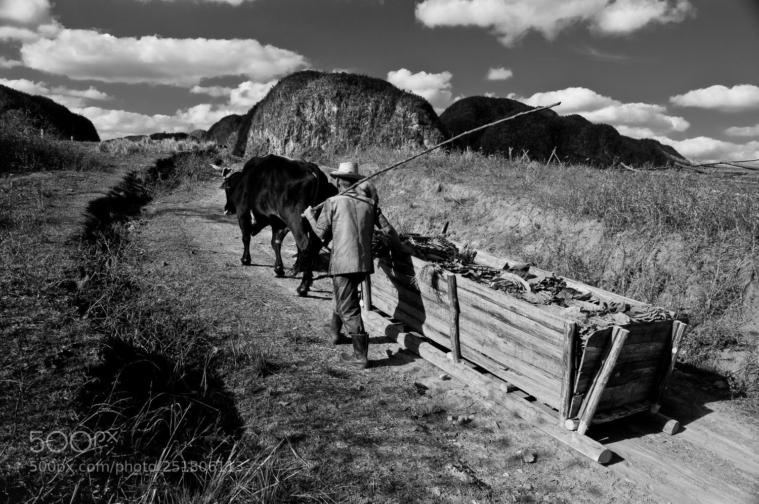 Nikon D40 sample photo. Campesinos photography