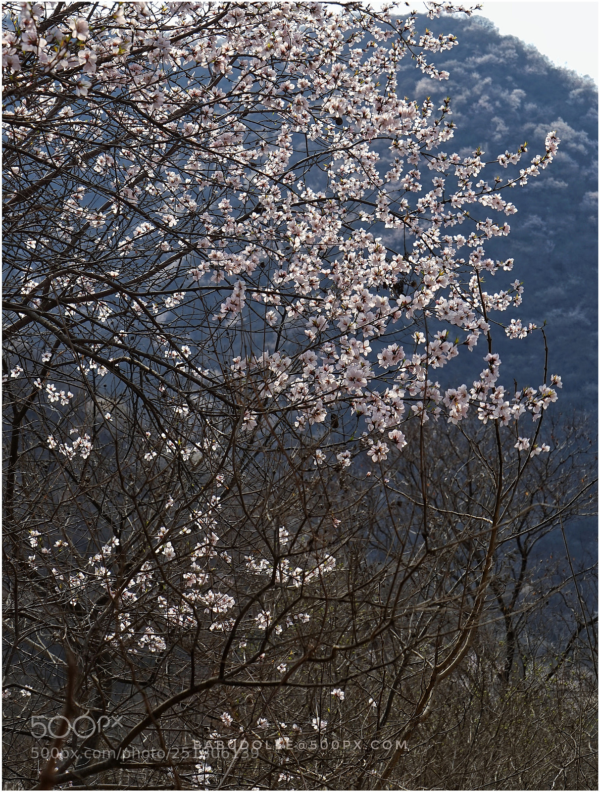 Sony a7 sample photo. Blossom photography