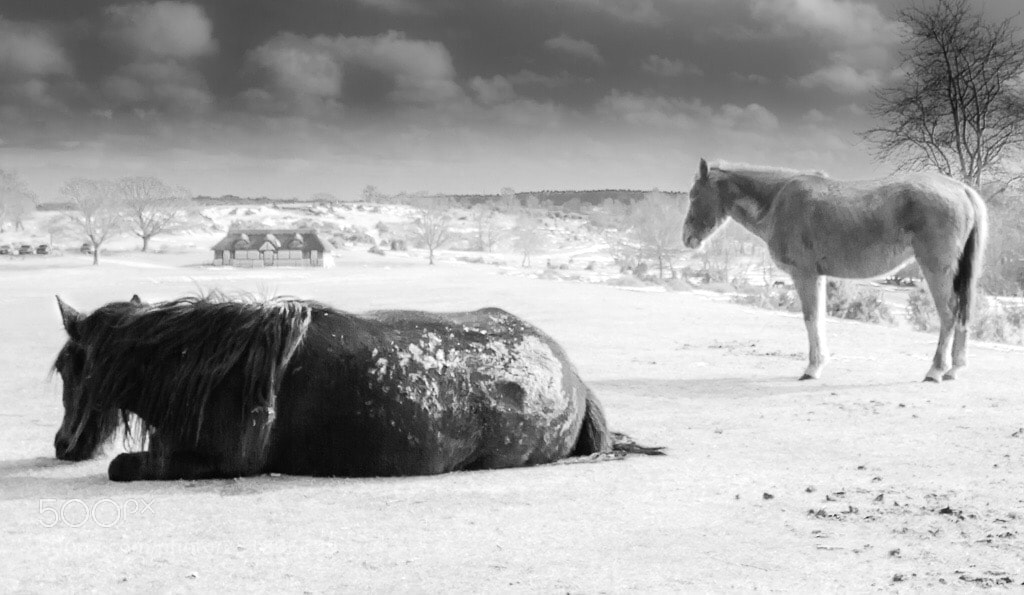 Canon EOS 600D (Rebel EOS T3i / EOS Kiss X5) sample photo. Wild horses photography