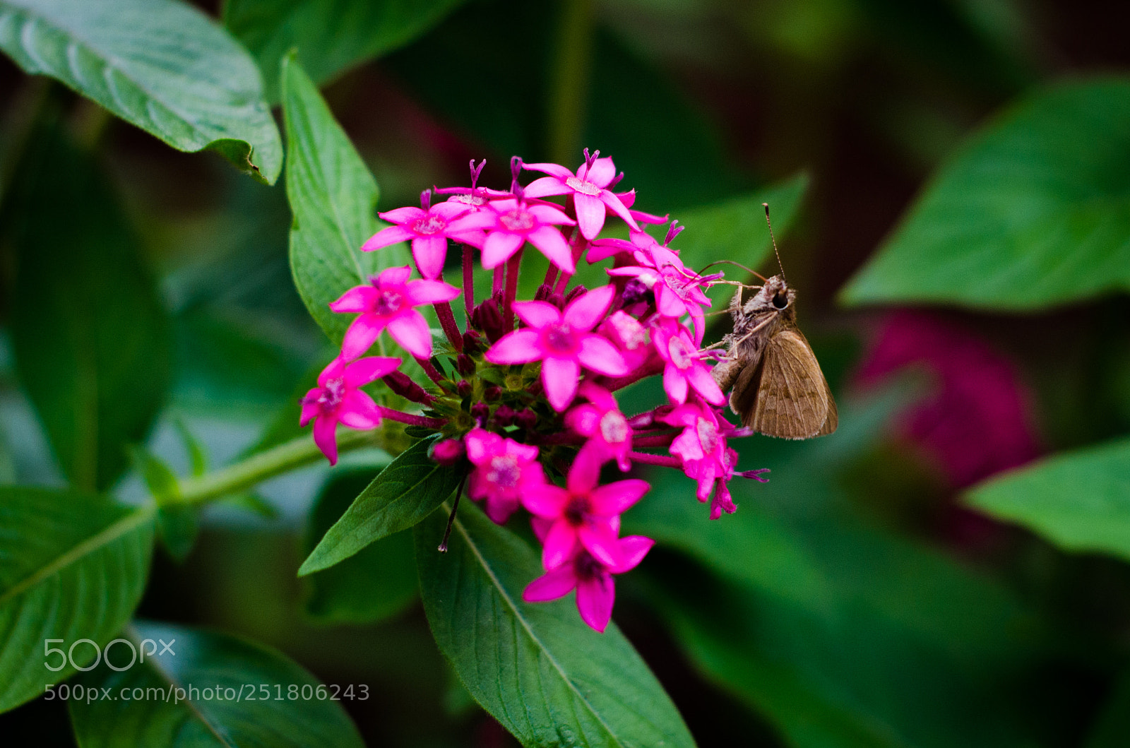 Nikon D7000 sample photo. Simple photography