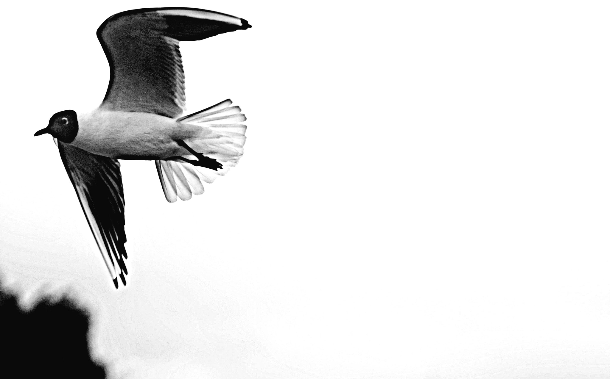 Sigma 150-600mm F5-6.3 DG OS HSM | C sample photo. Black  and  white   flight photography
