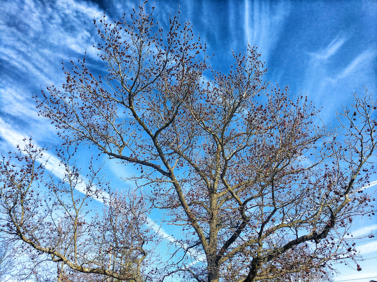 Google Pixel XL sample photo. Sweet gum clouds photography
