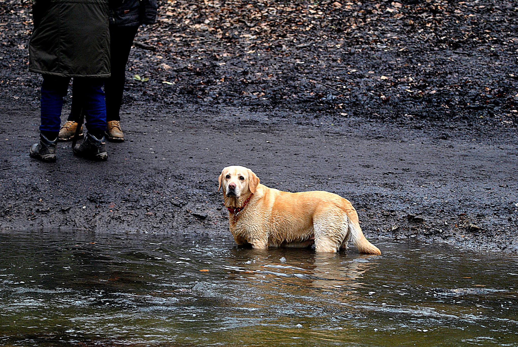 Sigma 150-600mm F5-6.3 DG OS HSM | C sample photo. Oh  for    a  pair  of  boots photography