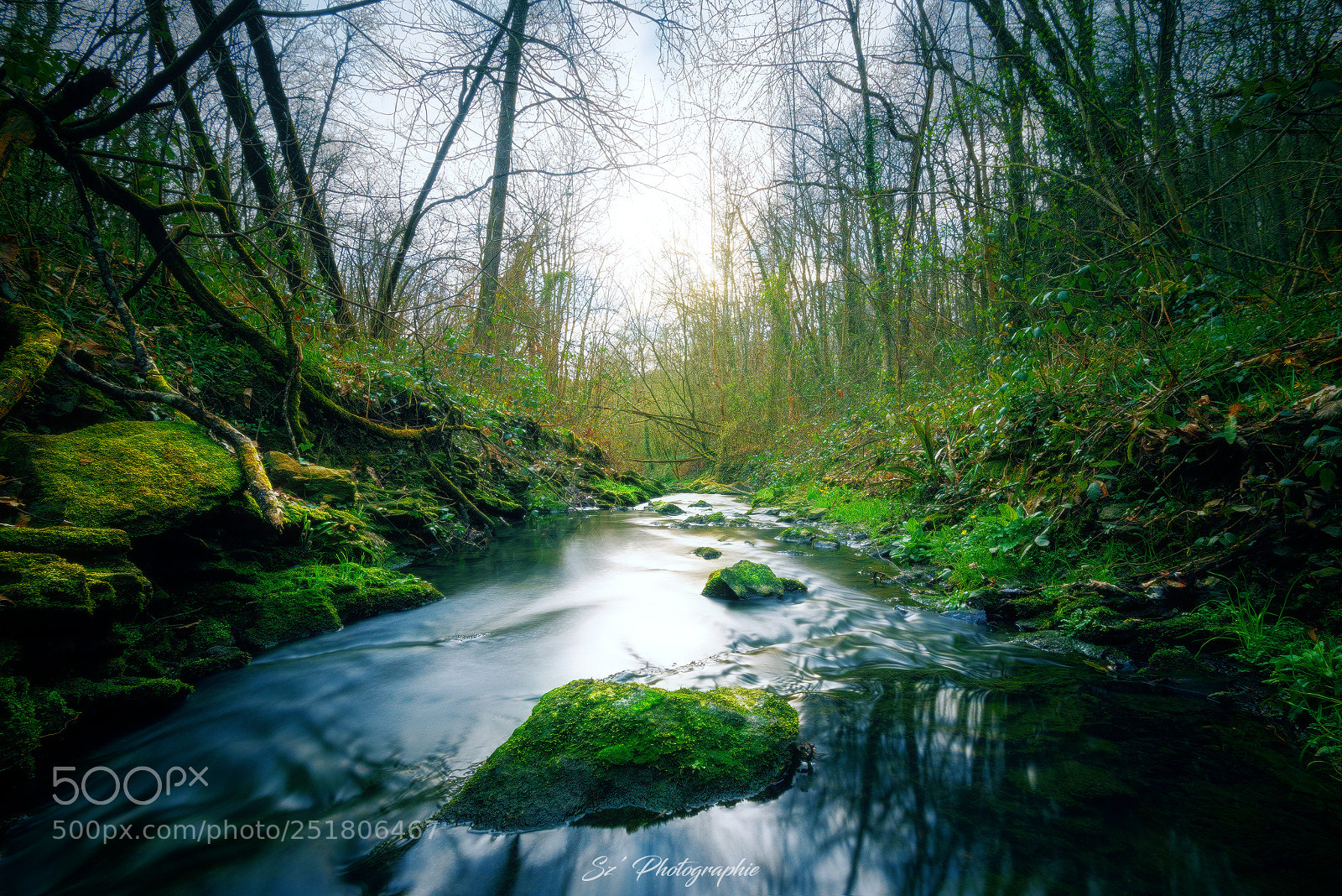 Nikon D810 sample photo. Green vegetation - v photography