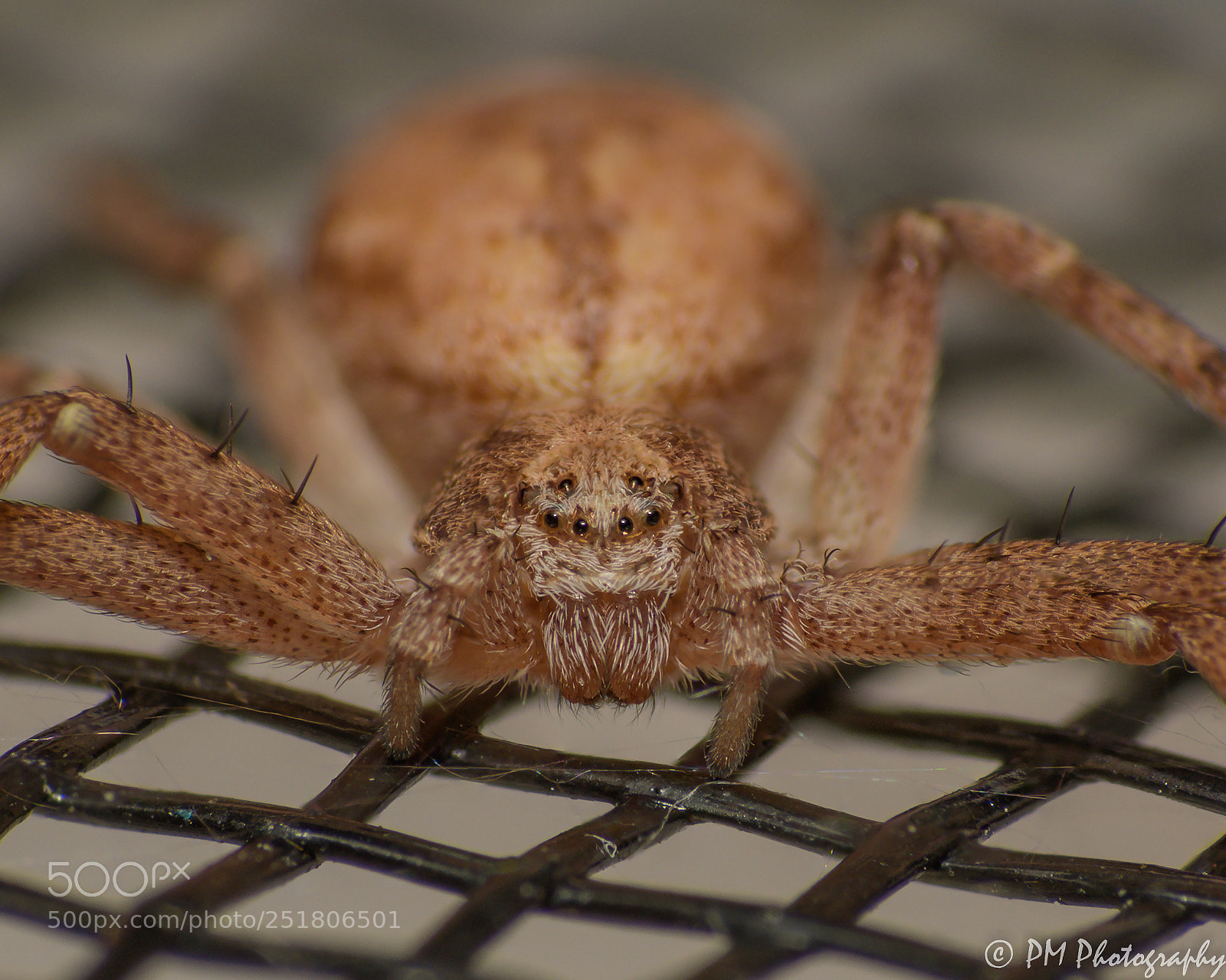 Nikon D500 sample photo. Crab spider photography