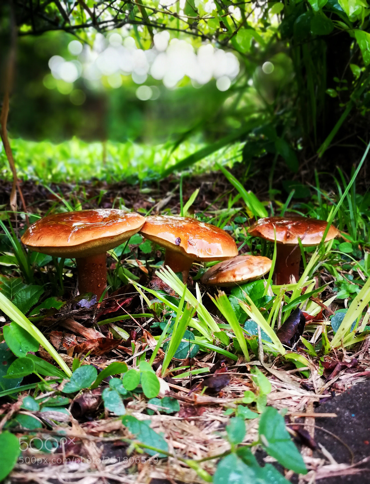 HUAWEI P10 sample photo. Fungi world photography