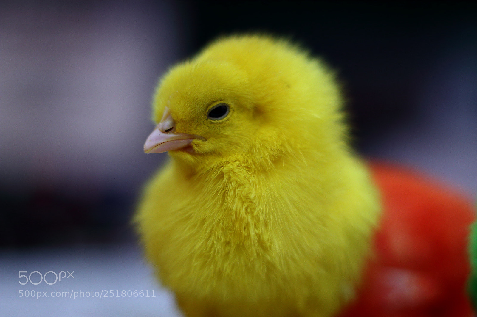 Canon EOS 70D + Canon EF 50mm F1.8 STM sample photo. Untitled photography