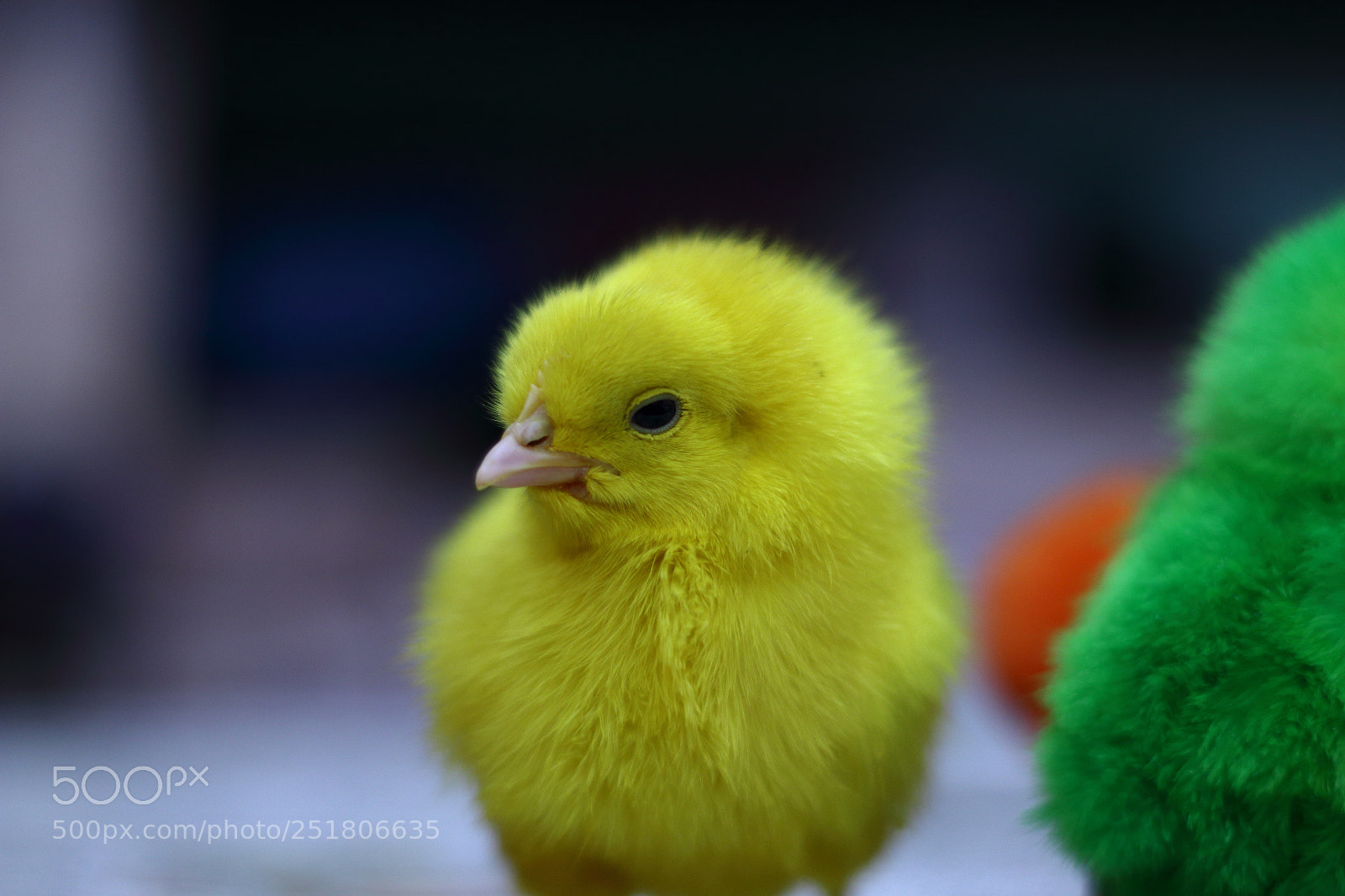 Canon EOS 70D + Canon EF 50mm F1.8 STM sample photo. Untitled photography