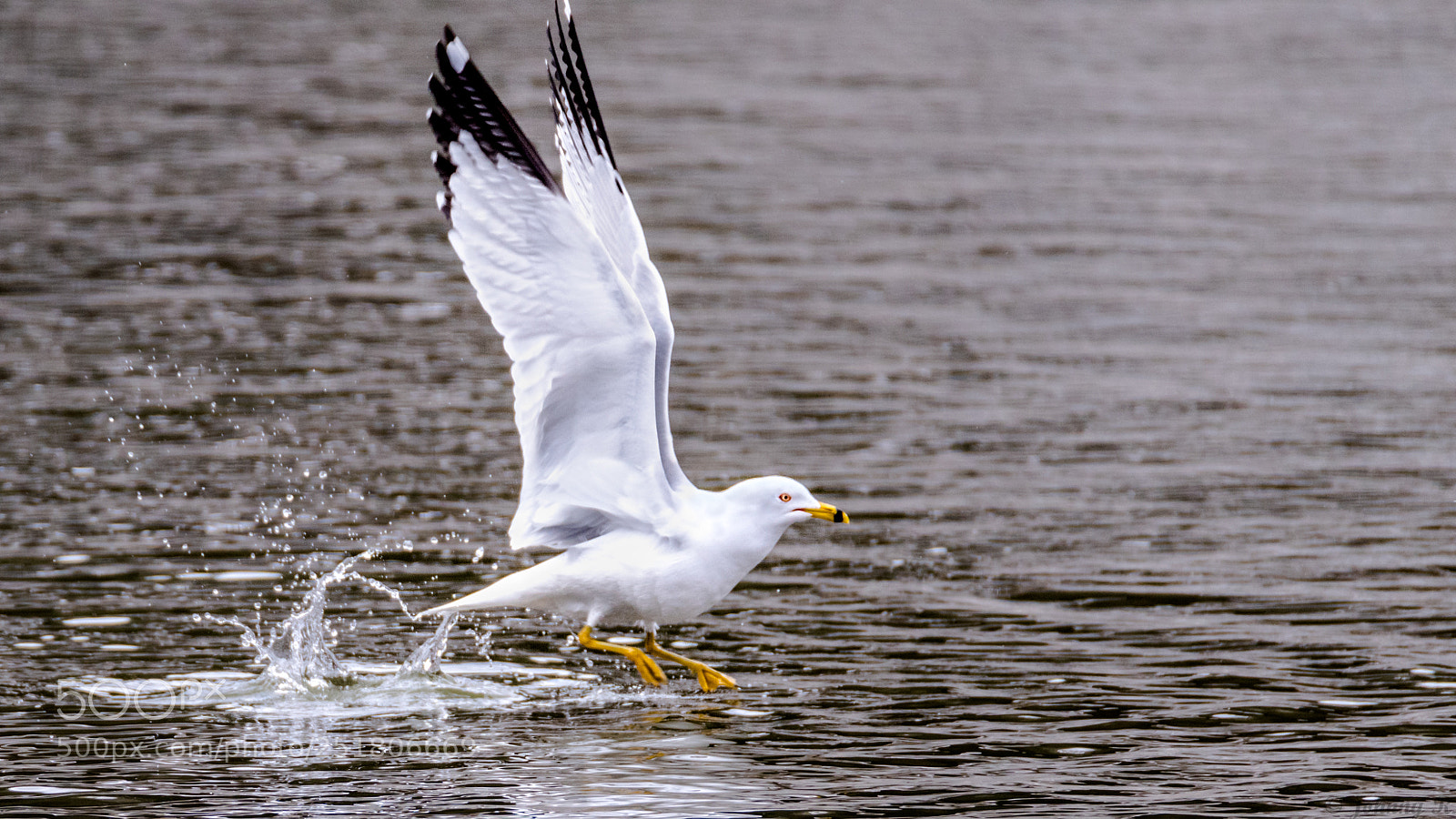 Nikon D810 sample photo. Seagull photography