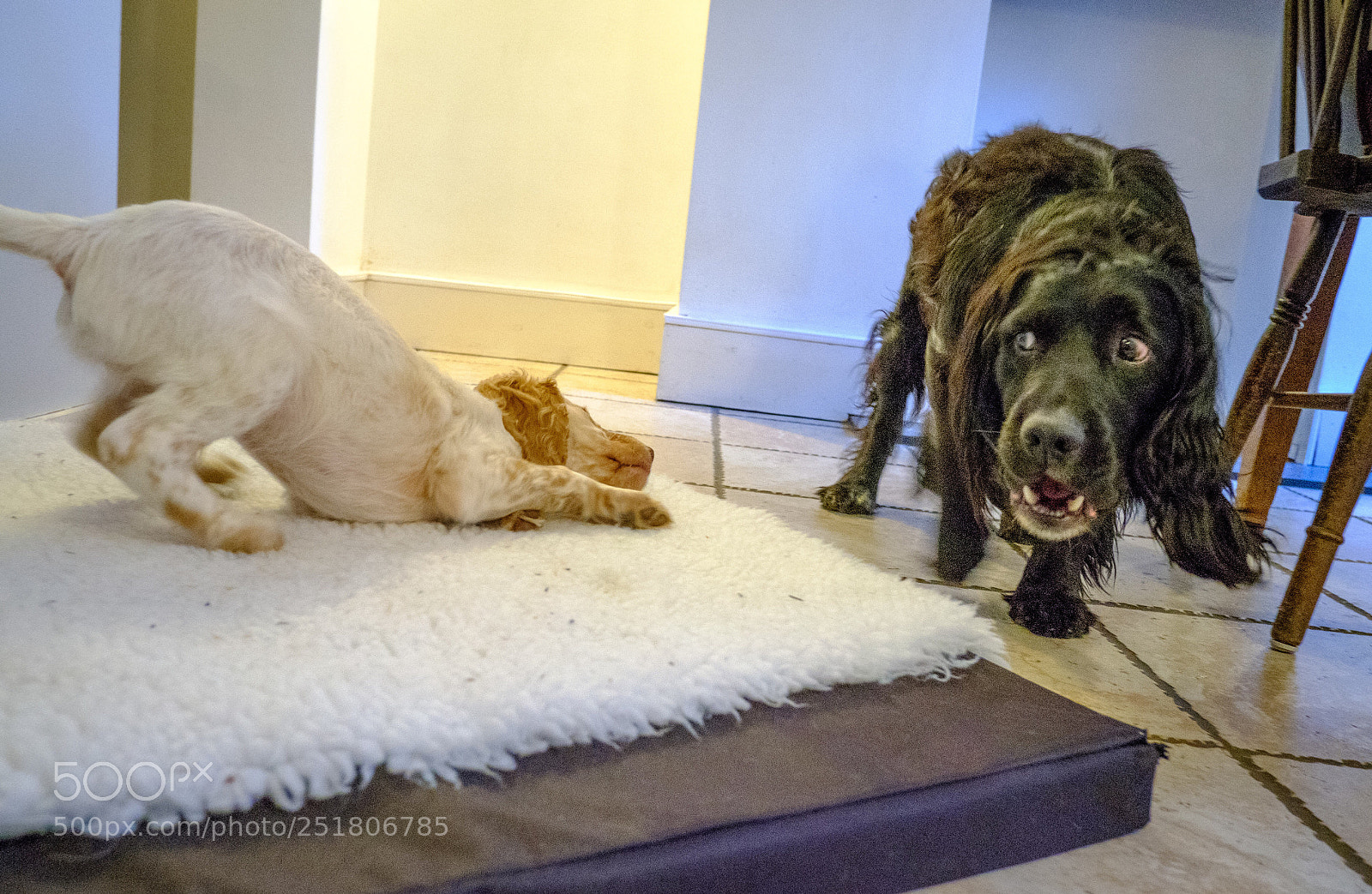 Fujifilm X-Pro2 sample photo. Puppy play photography