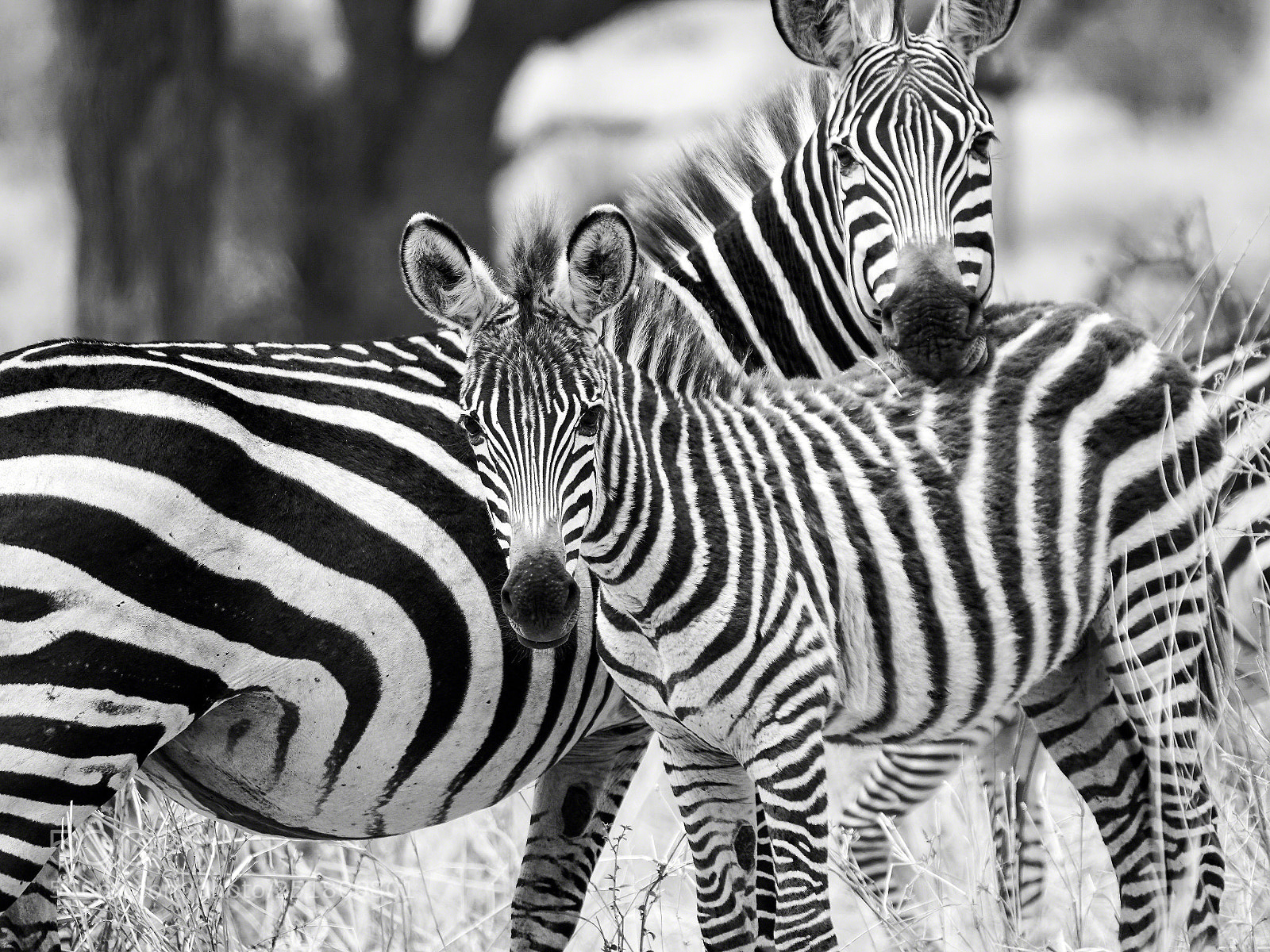 Sony a6300 sample photo. Stripes of love photography