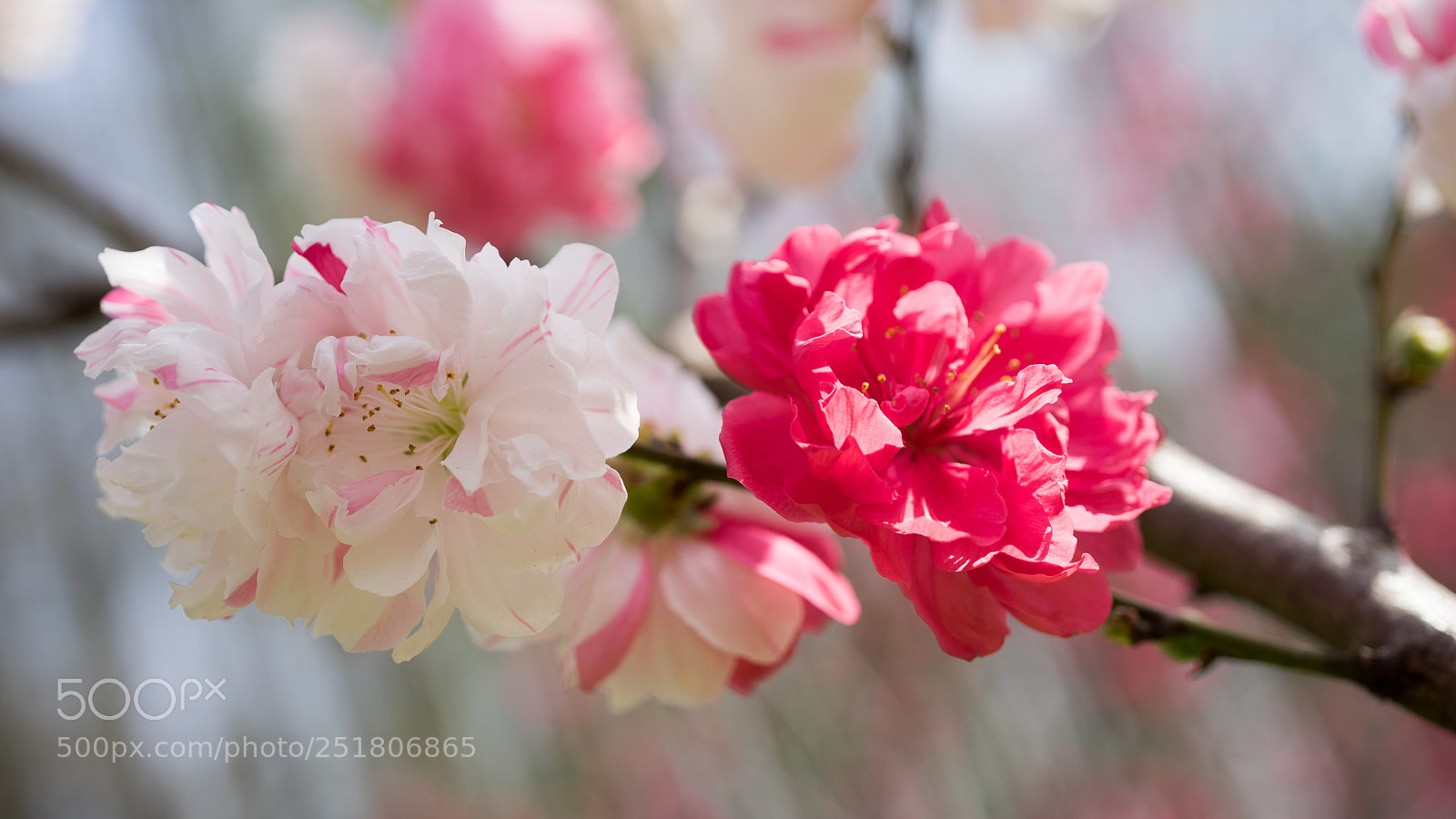 Sony a7 sample photo. Peach blossom photography