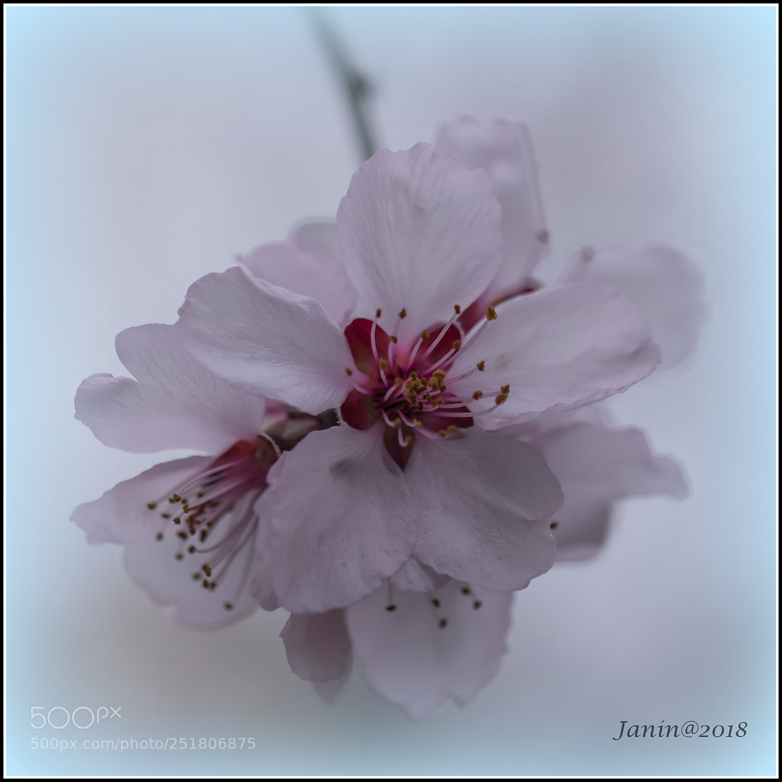 Canon EOS 77D (EOS 9000D / EOS 770D) sample photo. Beautiful pink flowers photography