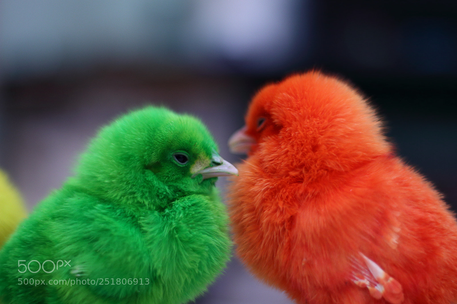Canon EOS 70D + Canon EF 50mm F1.8 STM sample photo. Untitled photography