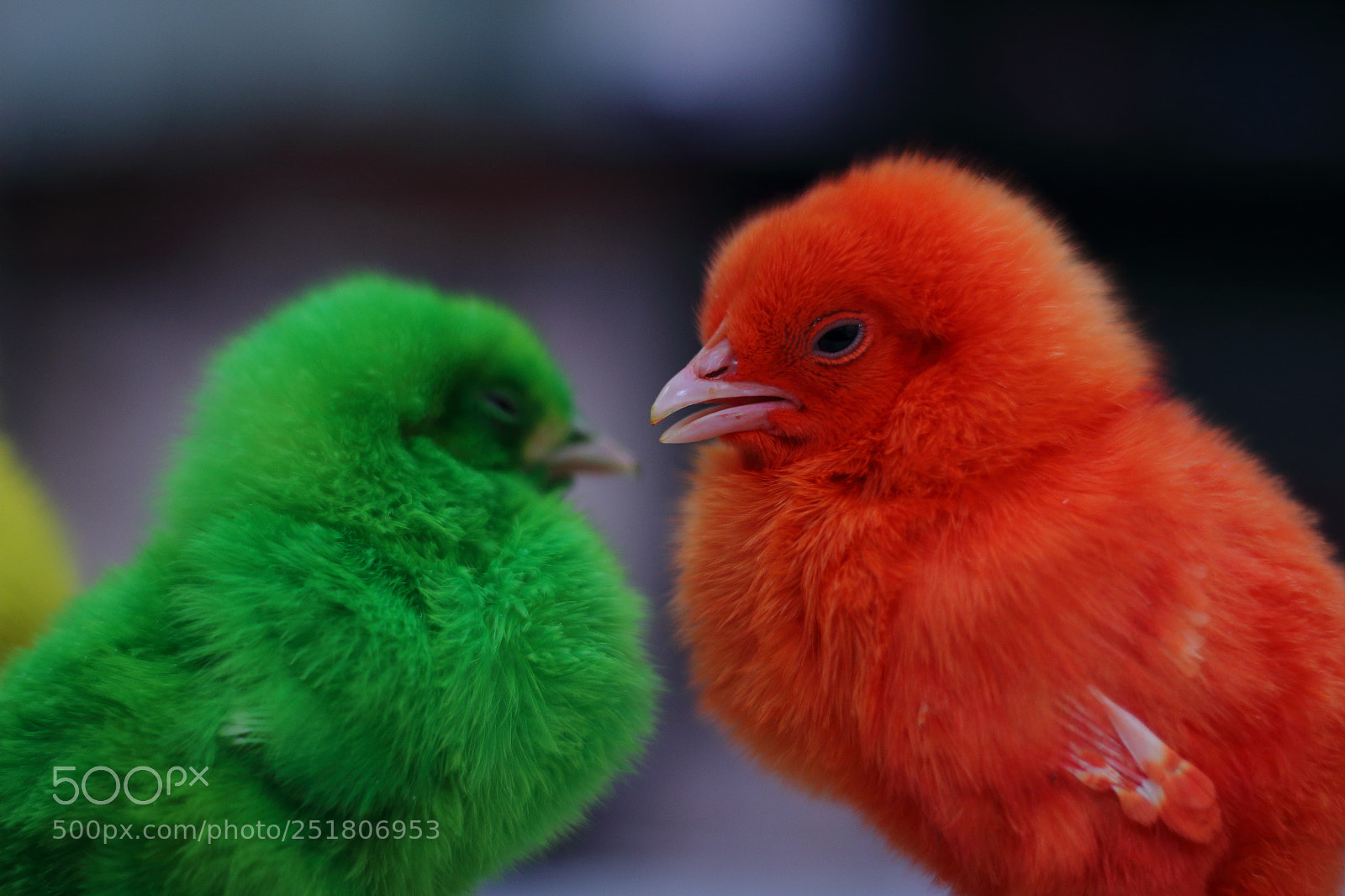 Canon EOS 70D + Canon EF 50mm F1.8 STM sample photo. Untitled photography