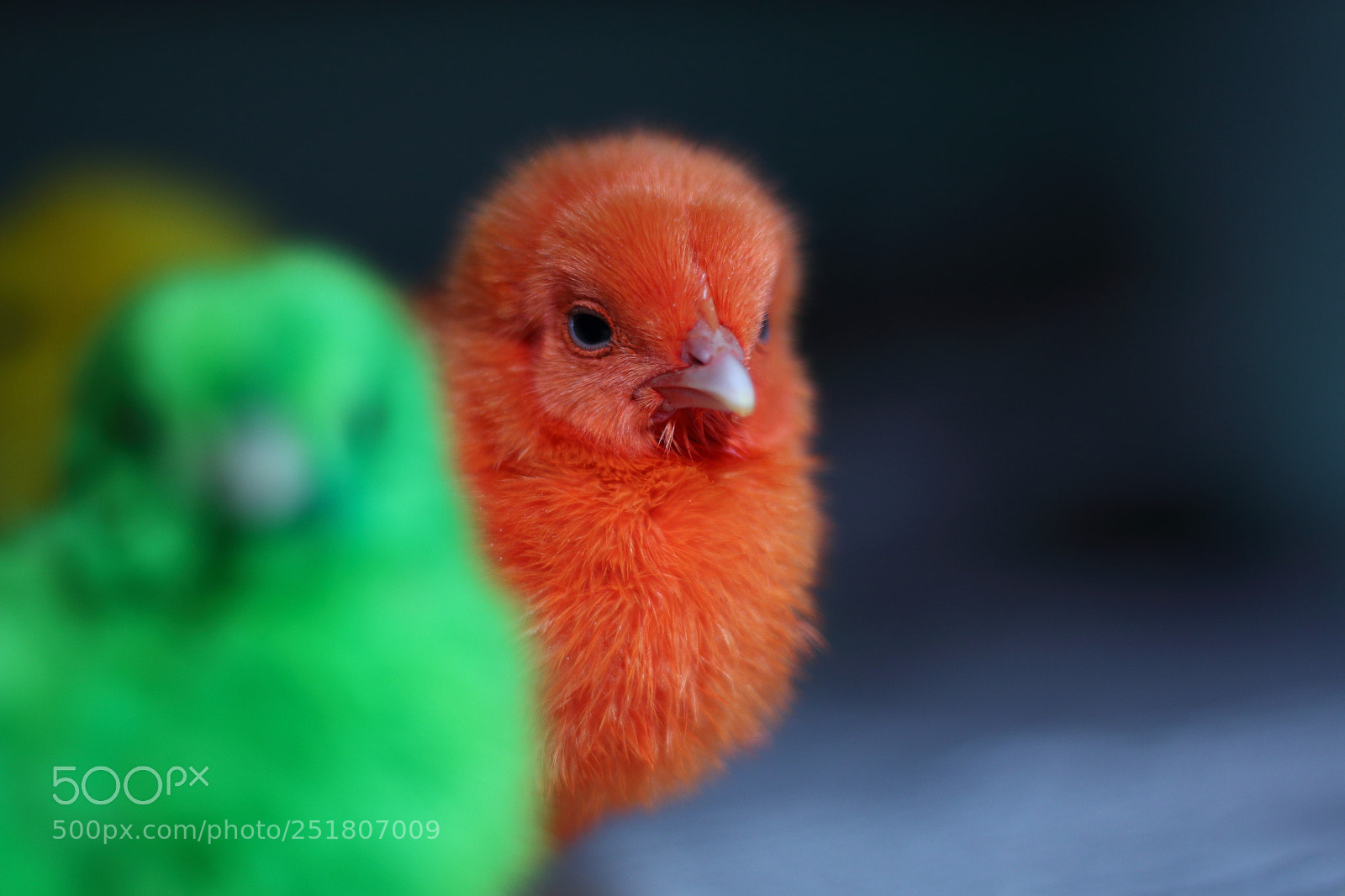 Canon EOS 70D + Canon EF 50mm F1.8 STM sample photo. Untitled photography