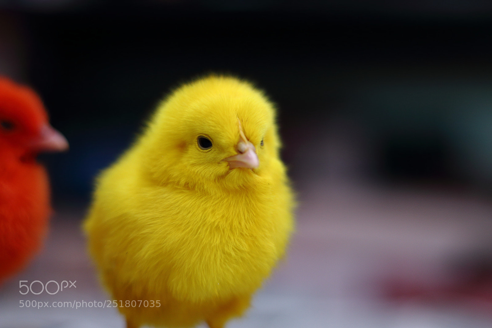 Canon EOS 70D + Canon EF 50mm F1.8 STM sample photo. Untitled photography